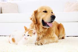 Our Pet Care