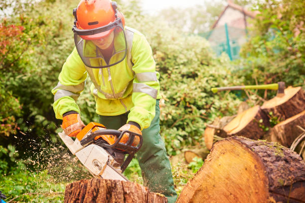 Tree Surgeons